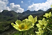 32 Fiori di pulsatilla alpina sulfurea 